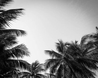 Vintage palmiye ağacı orman gökyüzü arka plan yaz holida tonda.