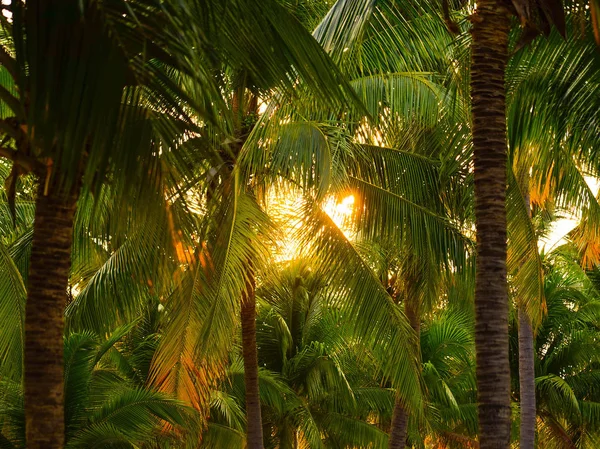 Vintage toned palm tree forest over sky background summer holida