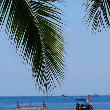 Tayland tekneleri ile Phi Phi adasının Manzara körfezi, Krabi, Tayland