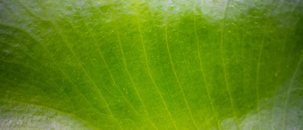 Blurred Green Leaf Background Pattern — Stock Photo, Image