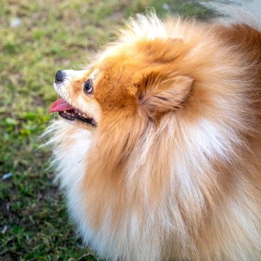 Pomeranian köpek çim