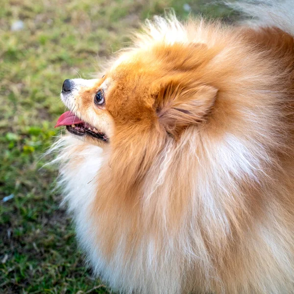 Pomeranian köpek çim