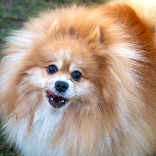 bir Pomeranya köpeği portresi