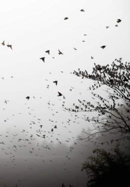 Kuşlar ağaçlar bir siyah ve beyaz kış atmosferde uçan binlerce