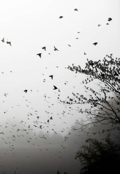 Thousands Flying Birds Trees Black White Winter Atmosphere — Stock Photo, Image