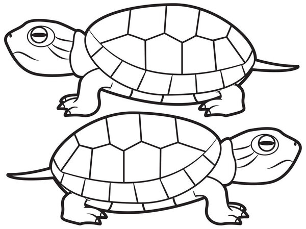 Illustration of a turtles
