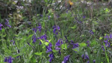 Bluebells bokeh efektli demet