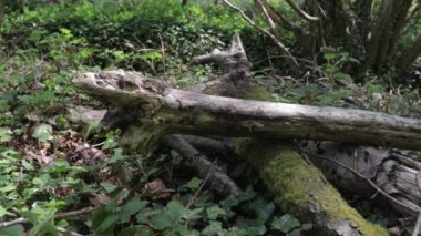 Eski ağaç gövdeleri ormandaki kazık