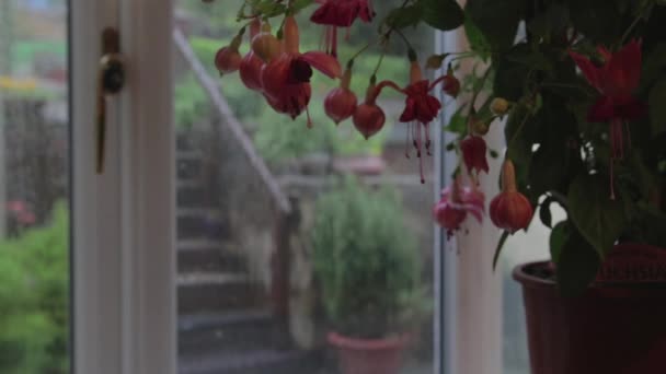 Rosafarbene Fuchsienblüten Durch Ein Fenster Mit Regen — Stockvideo