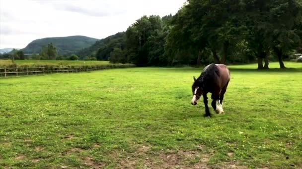 Friendly Horse marche vers une caméra 