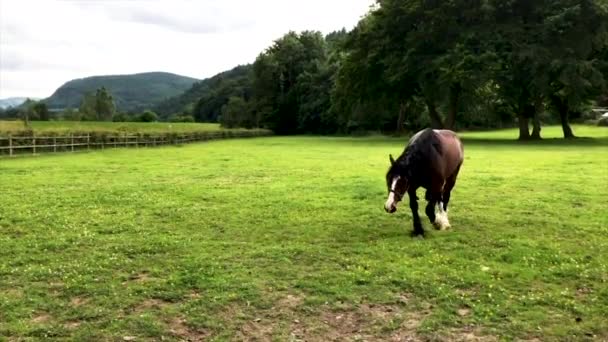 Cavalo Amigável Caminhando Direção Uma Câmera — Vídeo de Stock