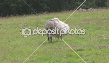 Bir bebek lamba ile yeşil alanda yürüyüş koyun