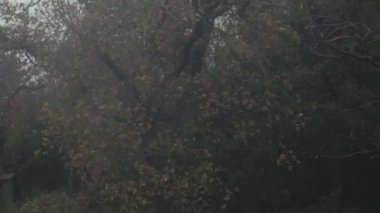 Kahverengi bir bahçe fırtınalı bir parlak gri gün rüzgarda içinde ağaç