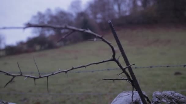 Naar Links Pannen Uit Een Dode Takje Voorgrond — Stockvideo