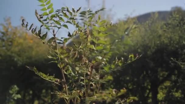 Pohon Bertiup Dalam Angin Pada Hari Langit Biru Cerah Dengan — Stok Video