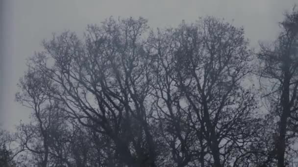 Grote Bladloos Bomen Waait Stormachtige Wind Een Grijze Dag — Stockvideo