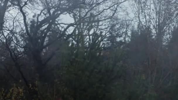 Bäume Die Stürmischen Wind Wehen Mit Einem Kiefernzapfenbaum Der Mitte — Stockvideo