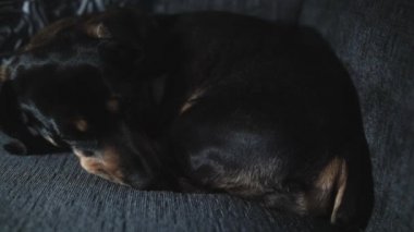 Sosis köpek içinde belgili tanımlık geçmiş bir titrek ışığı ile rastgele bir sandalyenin üstüne uyku