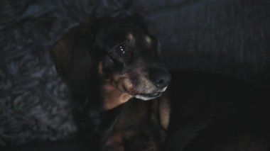 Şüpheli ve gidiş arıyorsunuz bir sosis köpek el atış uyku için