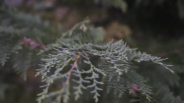 Yeşil çam ağacı ve bagajı doğru hareket 