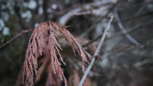 Zoom arrière manuel sur une feuille morte au bout d'une brindille 