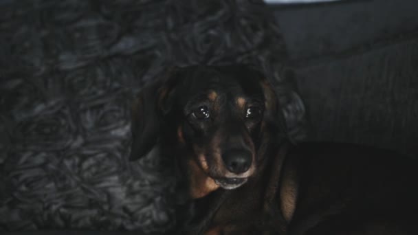 Toma Mano Perro Salchicha Que Parece Sospechoso Mientras Está Sentado — Vídeo de stock