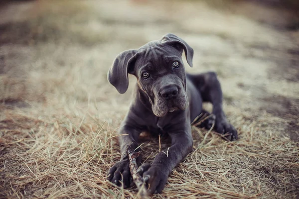 Cane Corso Puppy Lying Grass — Stock Photo, Image