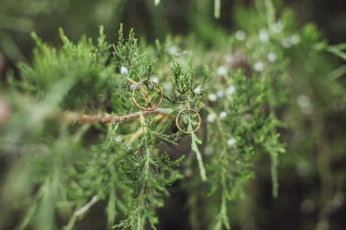 Eşkıyanın yeşil dallarında alyanslar