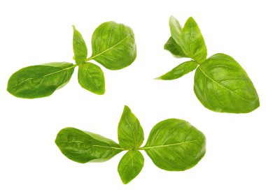 Fesleğen yaprakları beyaz arkaplanda izole