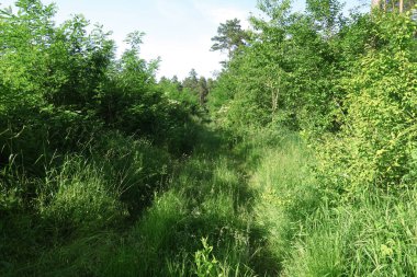 Ormandaki eski kır yolu                               