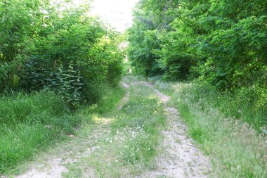 Ormanın içinden geçen kırsal bir yol