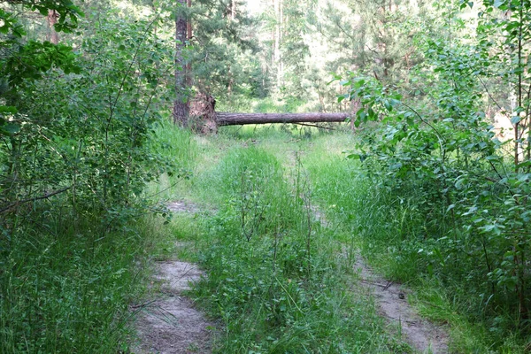 Eine Landstraße Durch Den Wald — Stockfoto