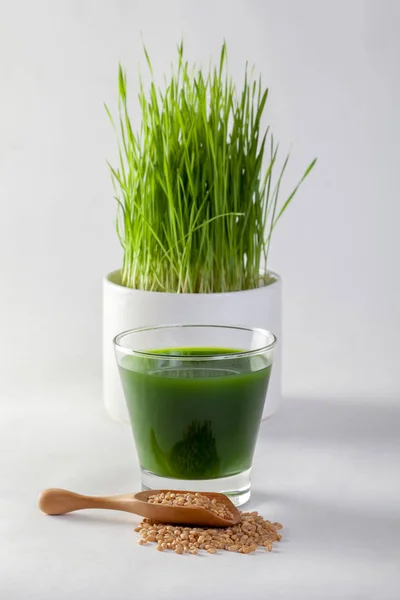 buğday çimen suyu beyaz zemin üzerine