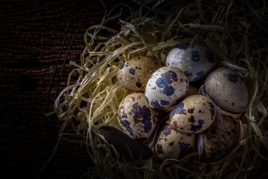 bıldırcın kuş yumurtası yuvaya rustik ahşap zemin üzerine