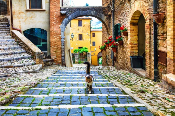 イタリアの古い村の魅力的な花通り リエーティ県の Casperia — ストック写真