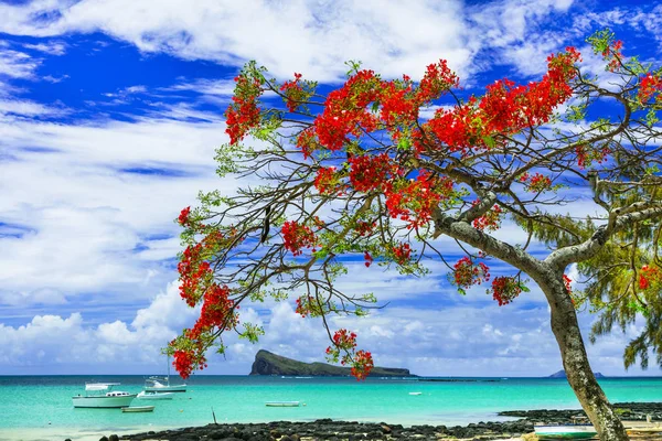 Paisagem da ilha Maurícia, Praia bonita em Cap Malheureux — Fotografia de Stock