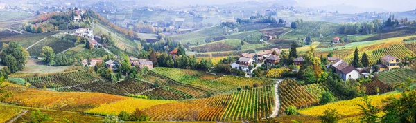 Naturaleza escénica. Viñedos de oro de Piamonte. famosa región de vid — Foto de Stock