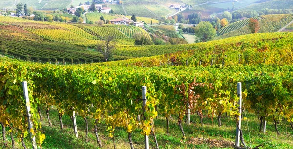 Los viñedos escénicos del Piamonte - la región vinícola famosa de Italia —  Fotos de Stock
