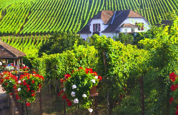 Alsacia región de Francia - famosa "Ruta de la vid". hermosos viñedos . —  Fotos de Stock