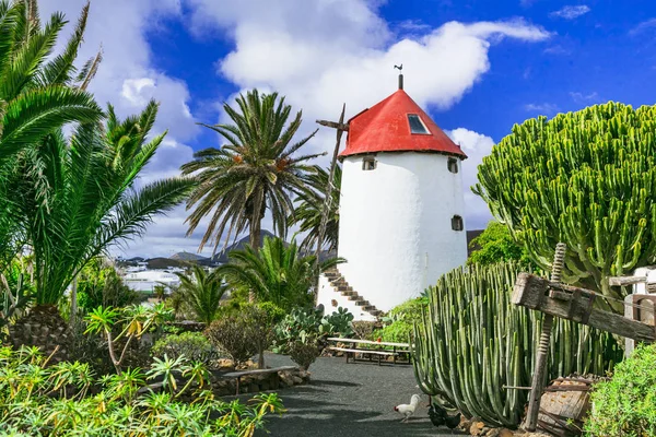 Campos tradicionales de la isla de Lanzarote. Cactus jardín y molino de viento . —  Fotos de Stock