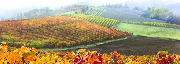 Krása v přírodě - podzimní krajina s řadami barevných vinicích.Itálie. — Stock fotografie