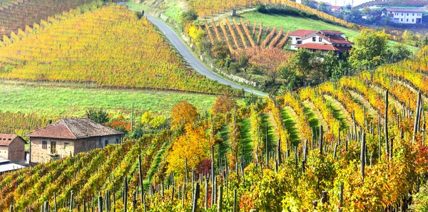 Őszi táj. festői vidék Piemonte arany szőlőskertek, Olaszország. — Stock Fotó