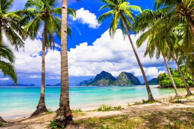 Muhteşem huzurlu doğa manzarası. Hindistan cevizi palmiyeli tropikal plaj. El Nido. Palawan Adası, Filipinler