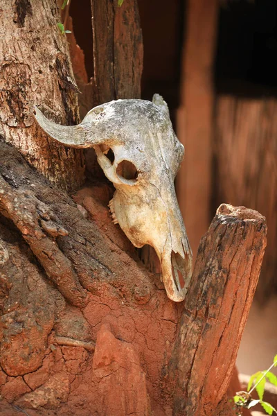 Des Animaux Trophée Tribu Indigène Vedda Veddha Sri Lanka Village — Photo