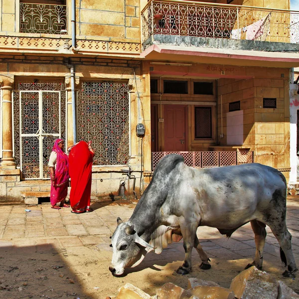 Jaisalmer印第安老城的日常生活街上的人和牛Rajasthan February 2013 — 图库照片
