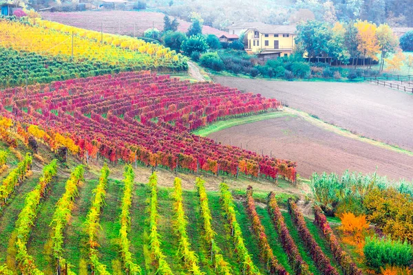 Beauté Dans Nature Campagne Automnale Avec Des Rangées Vignobles Colorés — Photo