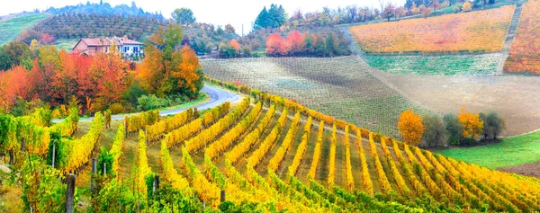 Beauty Nature Autumn Countryside Rows Colorful Vineyards Piedmont Famous Wine — Stock Photo, Image