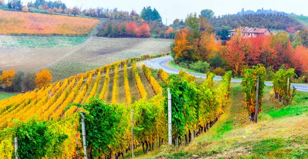大自然的美丽 意大利著名葡萄酒产区皮德蒙特的秋天乡村 有一排五彩缤纷的葡萄园 — 图库照片