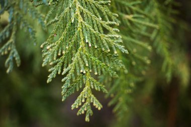 Yeşil Mazı Şubesi