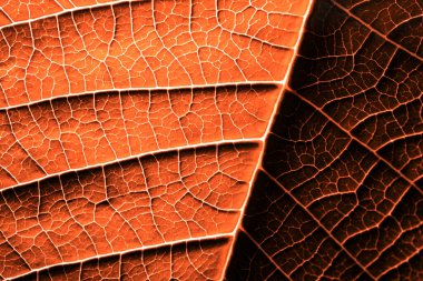 Yakın mesafeden çekilmiş bir bitki yaprağı.